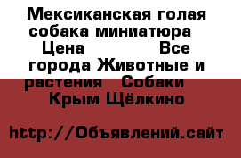 Мексиканская голая собака миниатюра › Цена ­ 53 000 - Все города Животные и растения » Собаки   . Крым,Щёлкино